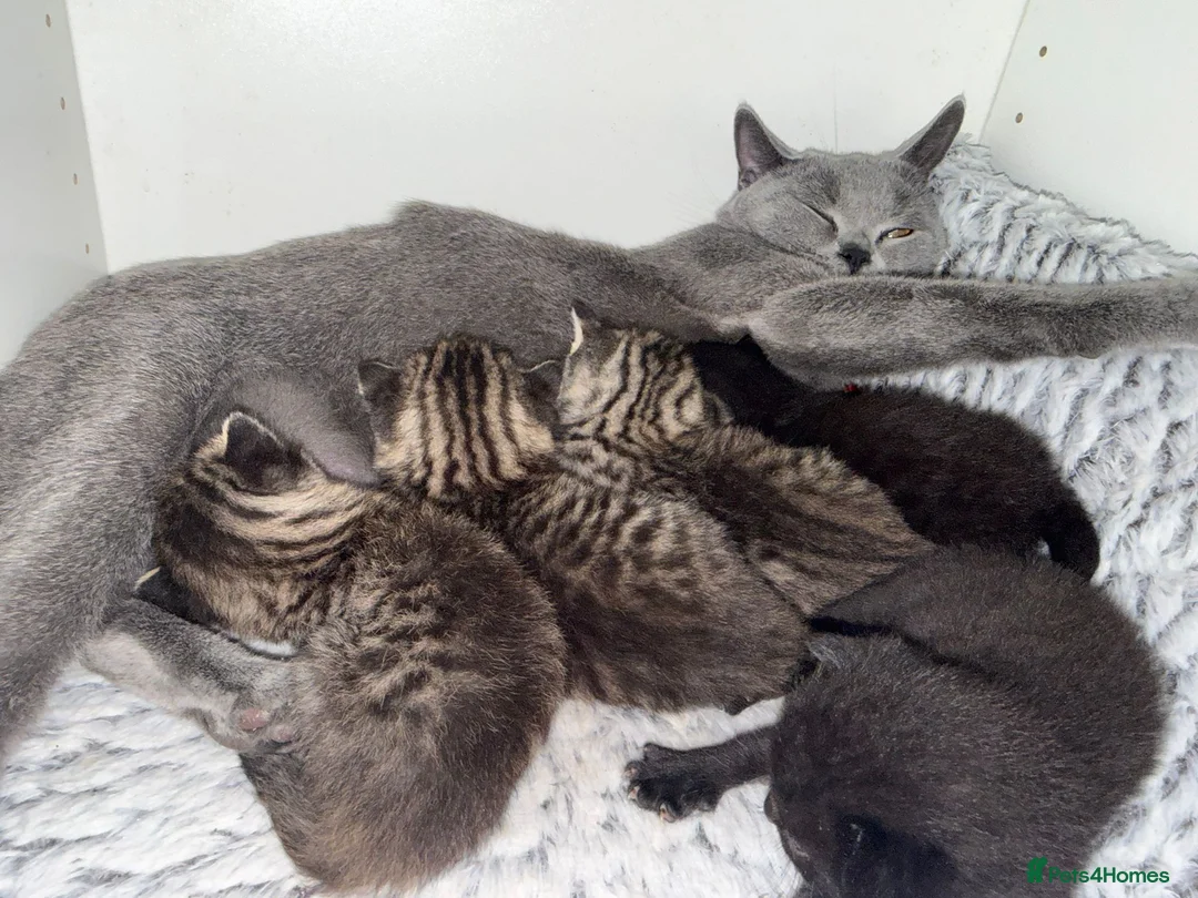 Mixed Breed cats for sale: Kittens, 2 black, 2 tabby in London - Advert 12