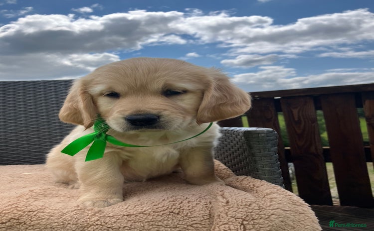 Golden Retriever dogs - Advert 2