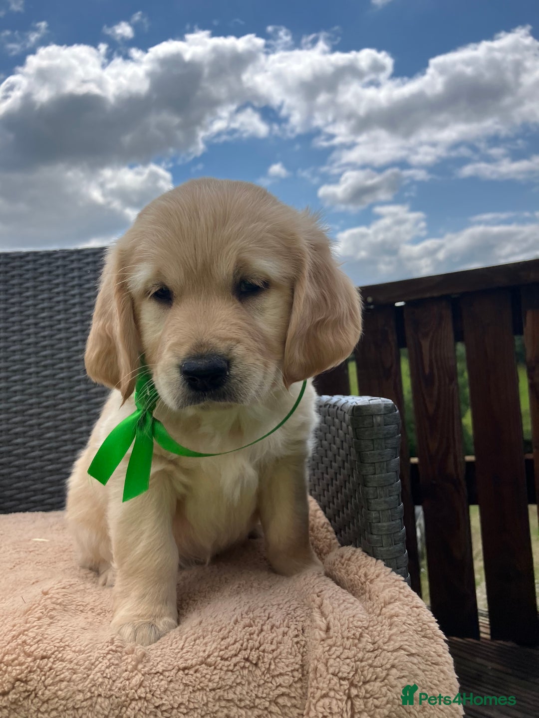 Golden Retriever dogs for sale: Beautiful litter of 7 GR puppies  - Image 1