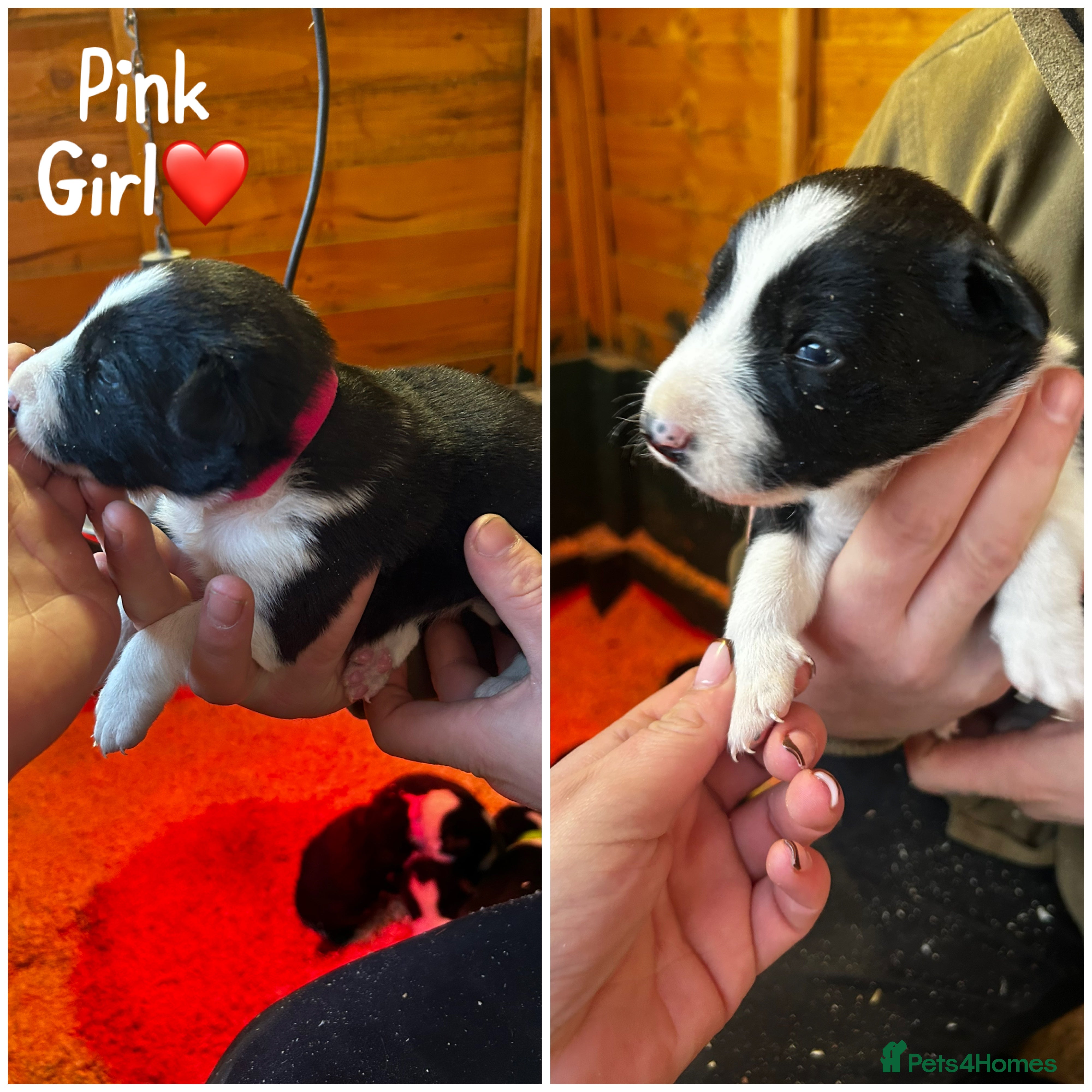 Border Collie dogs 6 healthy border collie pups - Advert 14