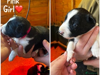 Border Collie dogs 6 healthy border collie pups - Advert 15