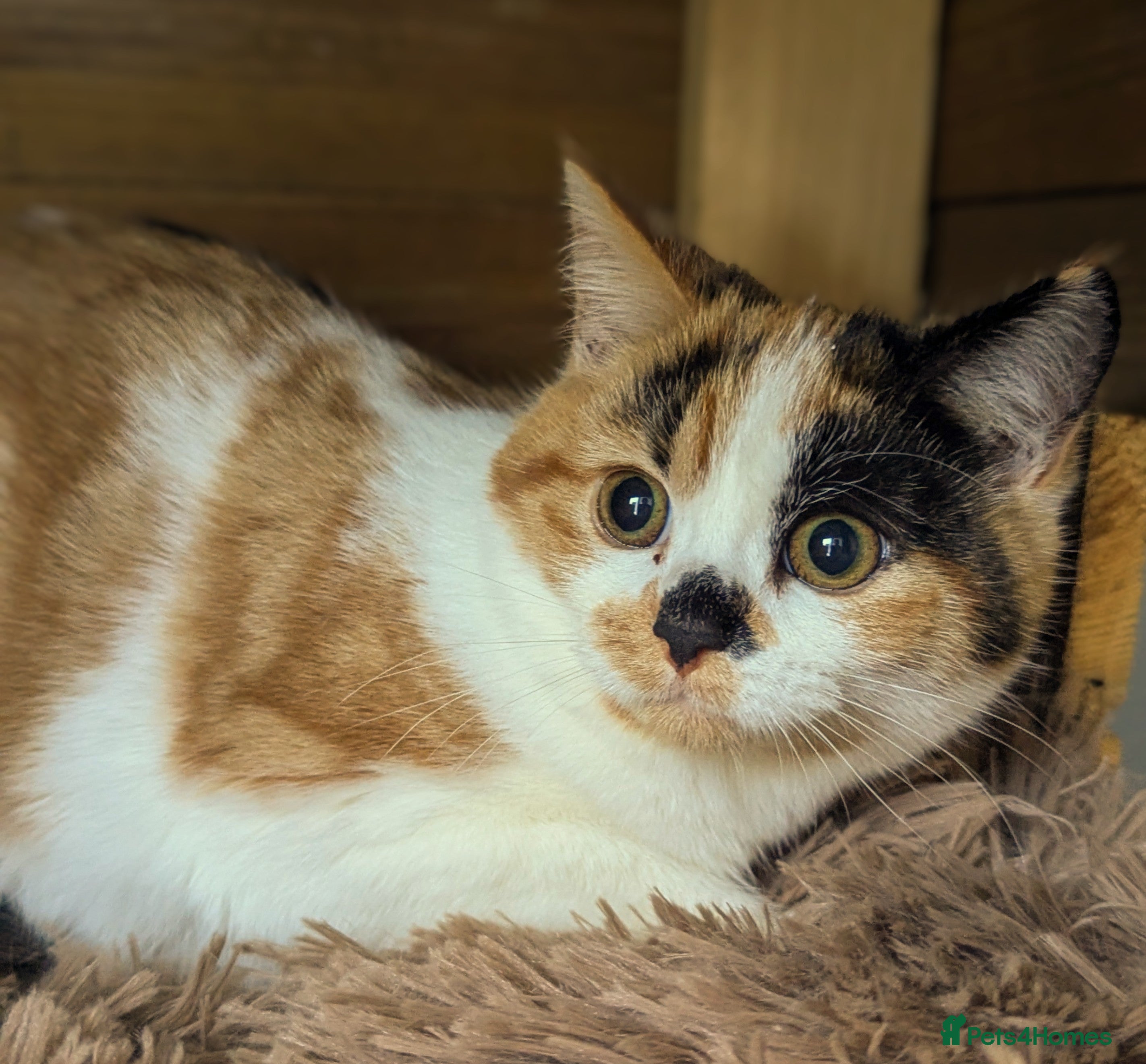 Bengal cats Bengal/Norwegian Forest kittens-New price/photos!! - Advert 4