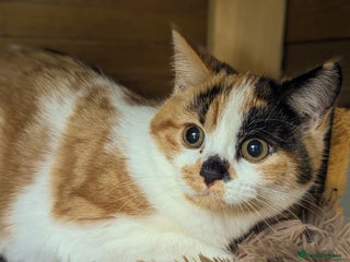 Bengal cats Bengal/Norwegian Forest kittens-New price/photos!! - Advert 3