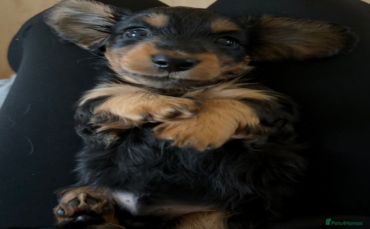 Miniature Dachshund dogs - Advert 12