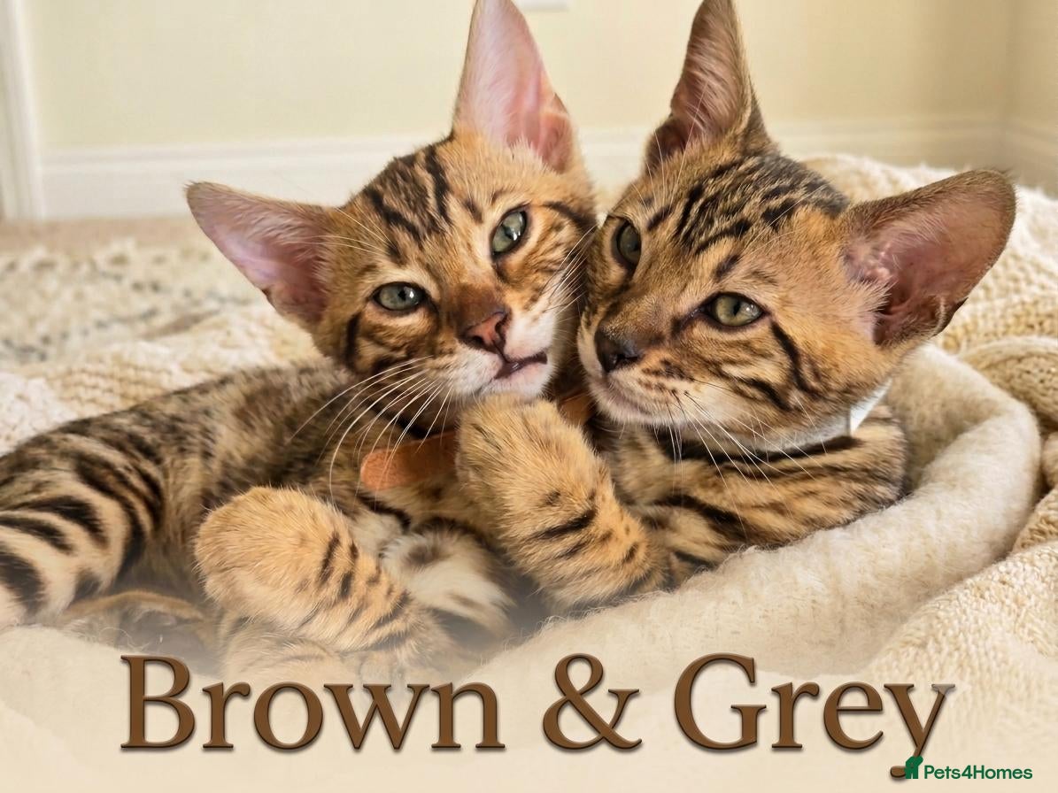 Bengal cats 😺5 Exceptional Bengal Kittens 😸 male - Advert 2