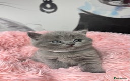 British Shorthair cats for sale: Adorable British blue Shorthair Kittens  - Image 19