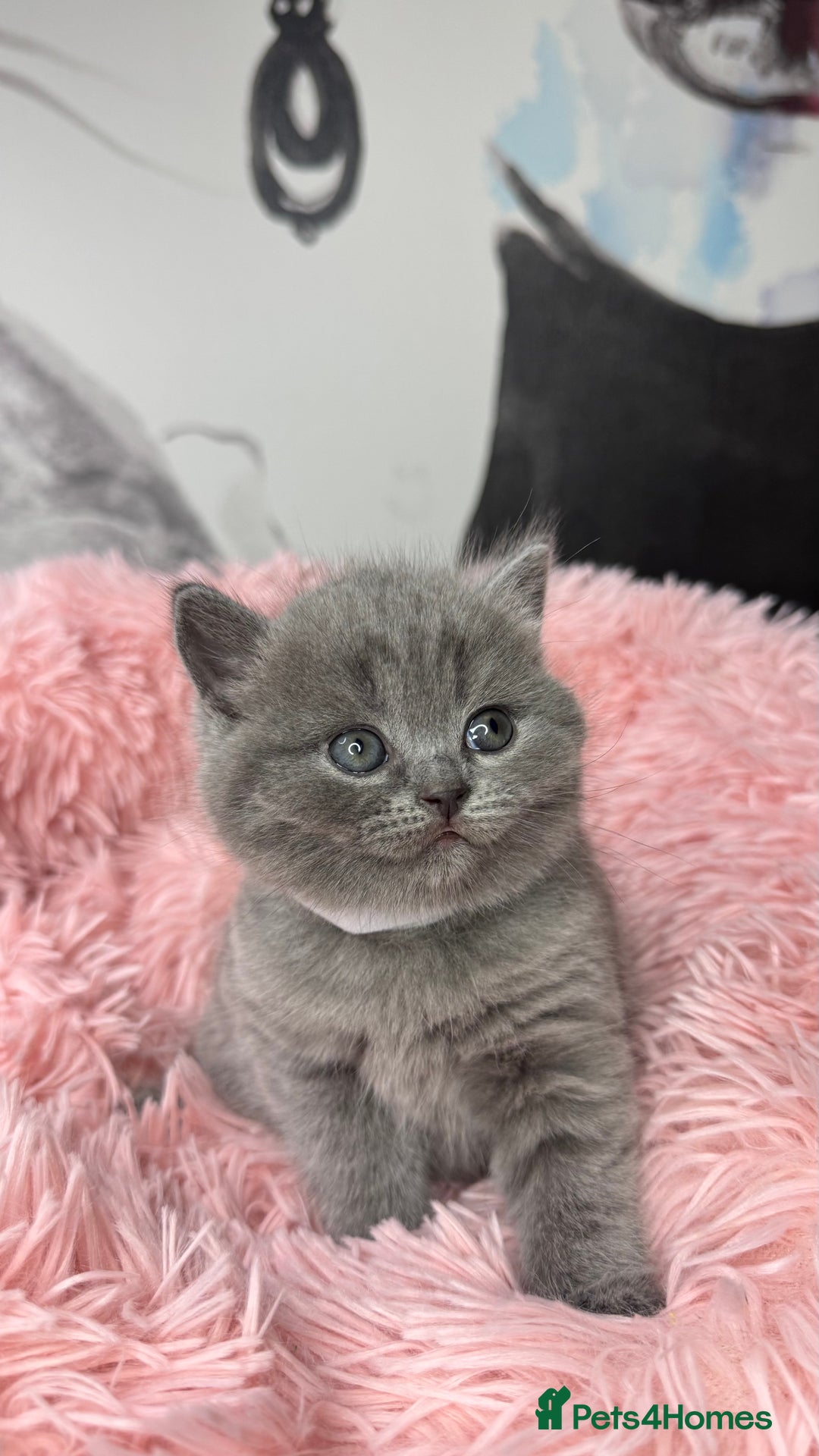 British Shorthair cats for sale: Adorable British blue Shorthair Kittens  - Image 19