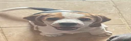 Beagle dogs for sale: Champion sired beagles KC reg & DNA health tested - Advert 14