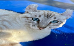 Keetso cats for sale: Breath taking polydactyl curled eared girl  - Image 18