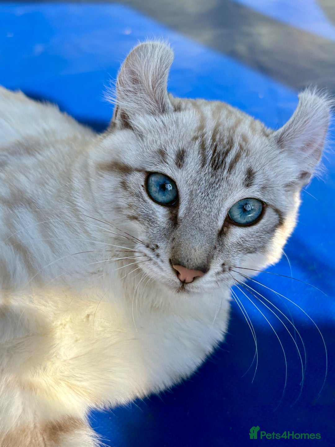 Keetso cats for sale: Breath taking polydactyl curled eared girl  - Image 18