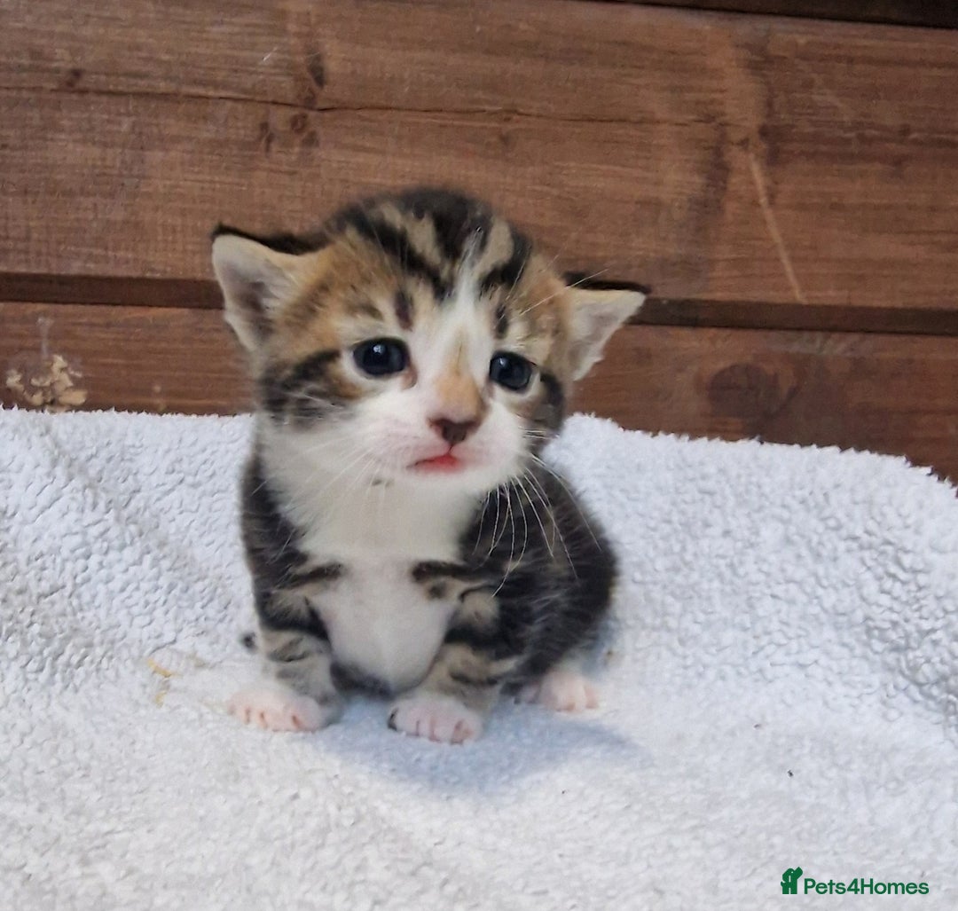 Mixed Breed cats for sale: 3 Gorgeous Kittens - Advert 11