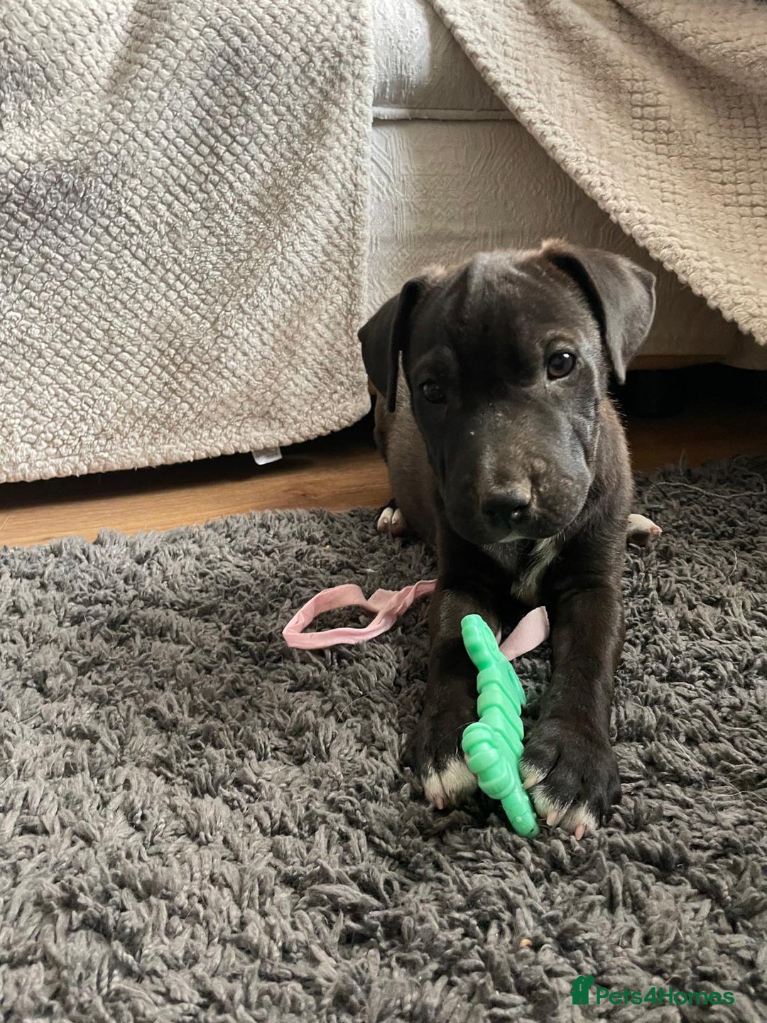 Mixed Breed dogs for sale: Terrier cross puppies for sale.  - Image 10