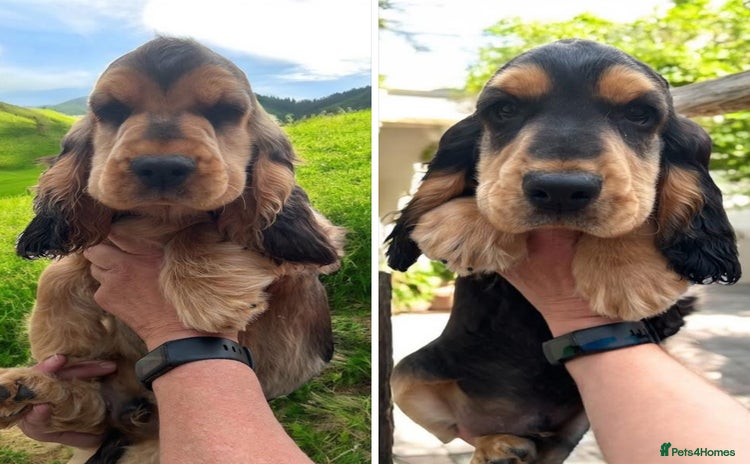 Cocker Spaniel dogs in Gainsborough - Advert 3