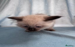 Ragdoll cats for sale: Loving Ragdoll Kittens  - Image 6