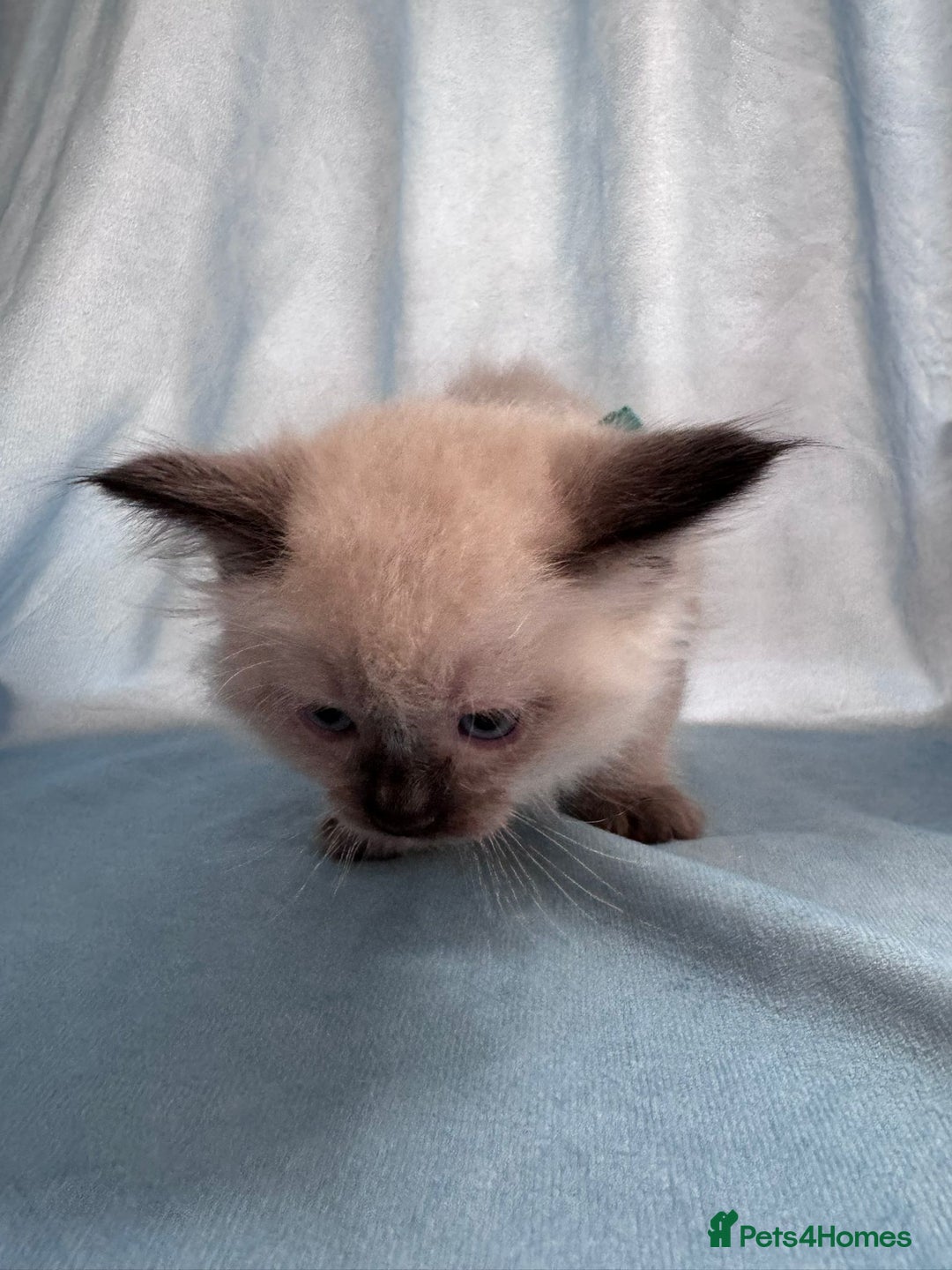 Ragdoll cats for sale: Loving Ragdoll Kittens  - Image 6
