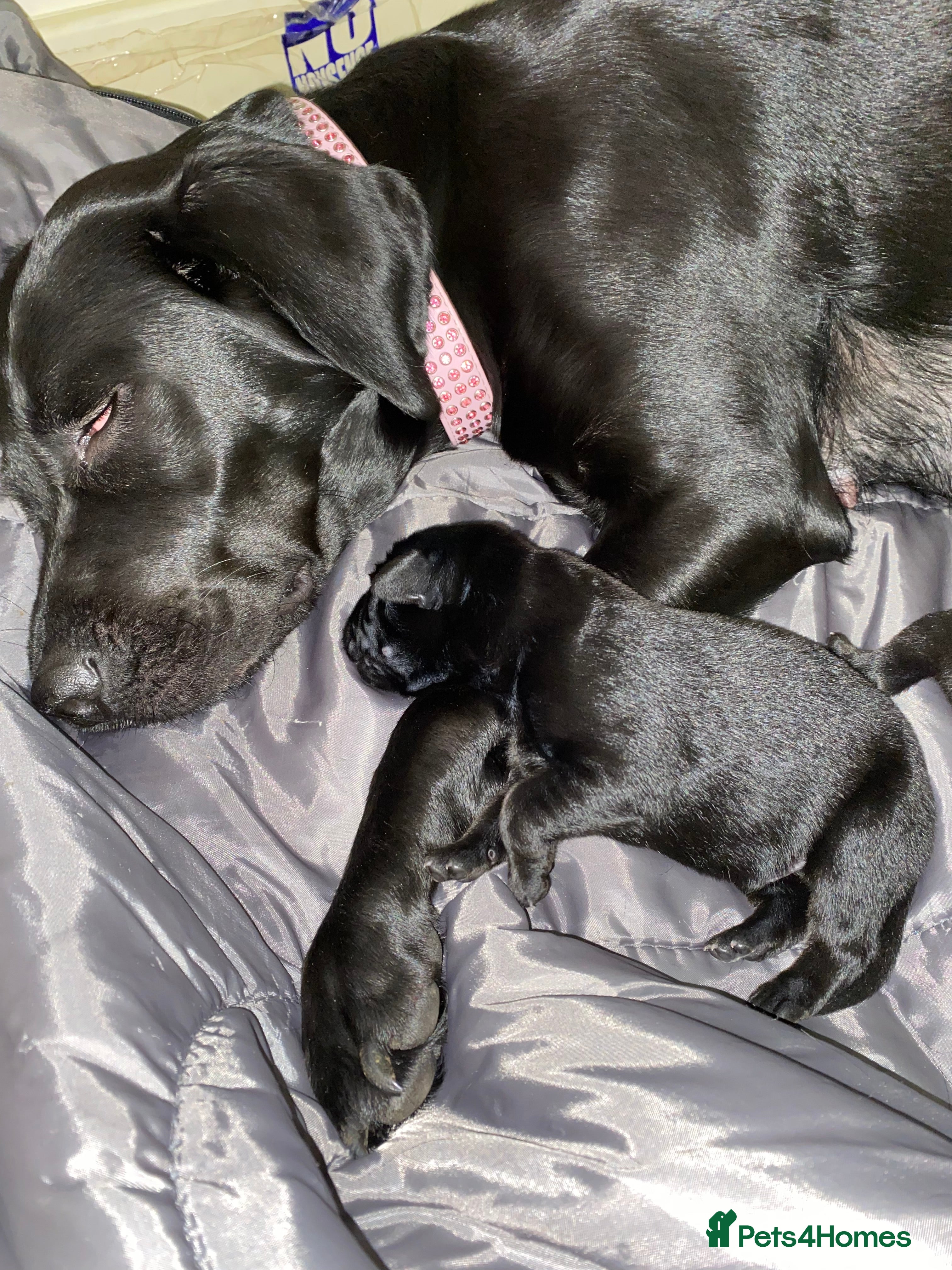 Sheprador dogs Ready now lab x German shepherd pups - Advert 2