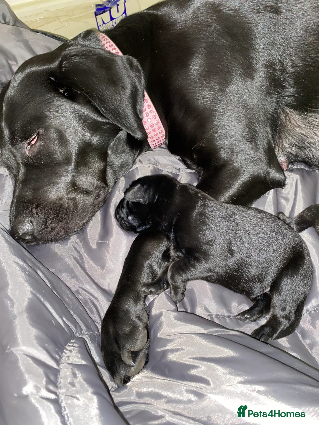 Sheprador dogs for sale: Ready now lab x German shepherd pups in West Drayton - Advert 2