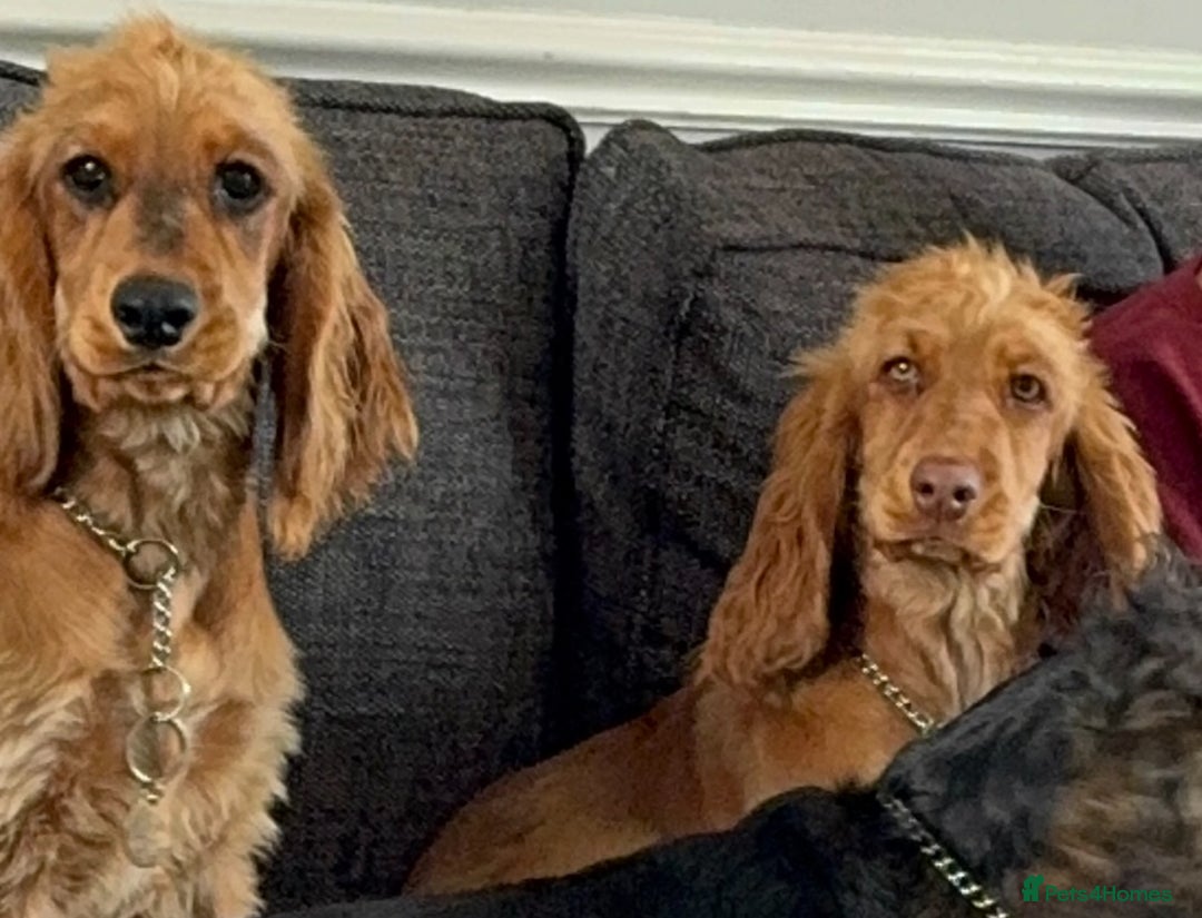 Cocker Spaniel dogs for sale: 2 x Show cocker spaniels (Red) - Image 10