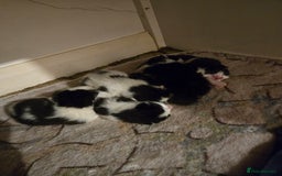 Mixed Breed cats for sale: Pretty black and white fluffy kittens - Image 19
