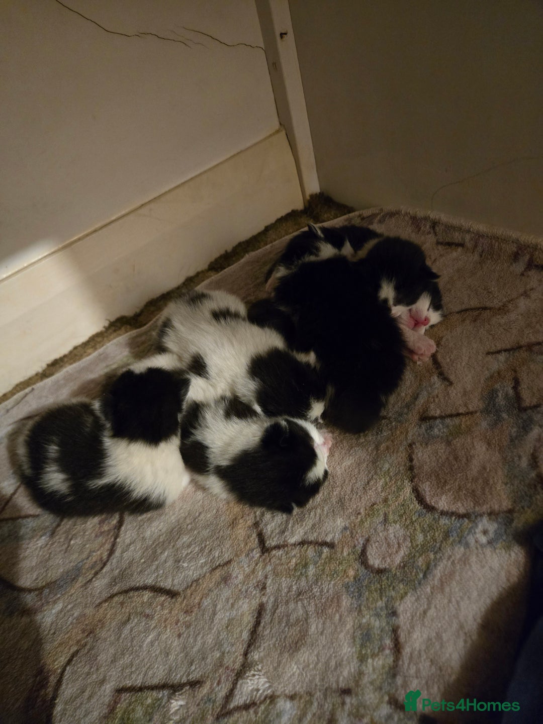 Mixed Breed cats for sale: Pretty black and white fluffy kittens - Image 19