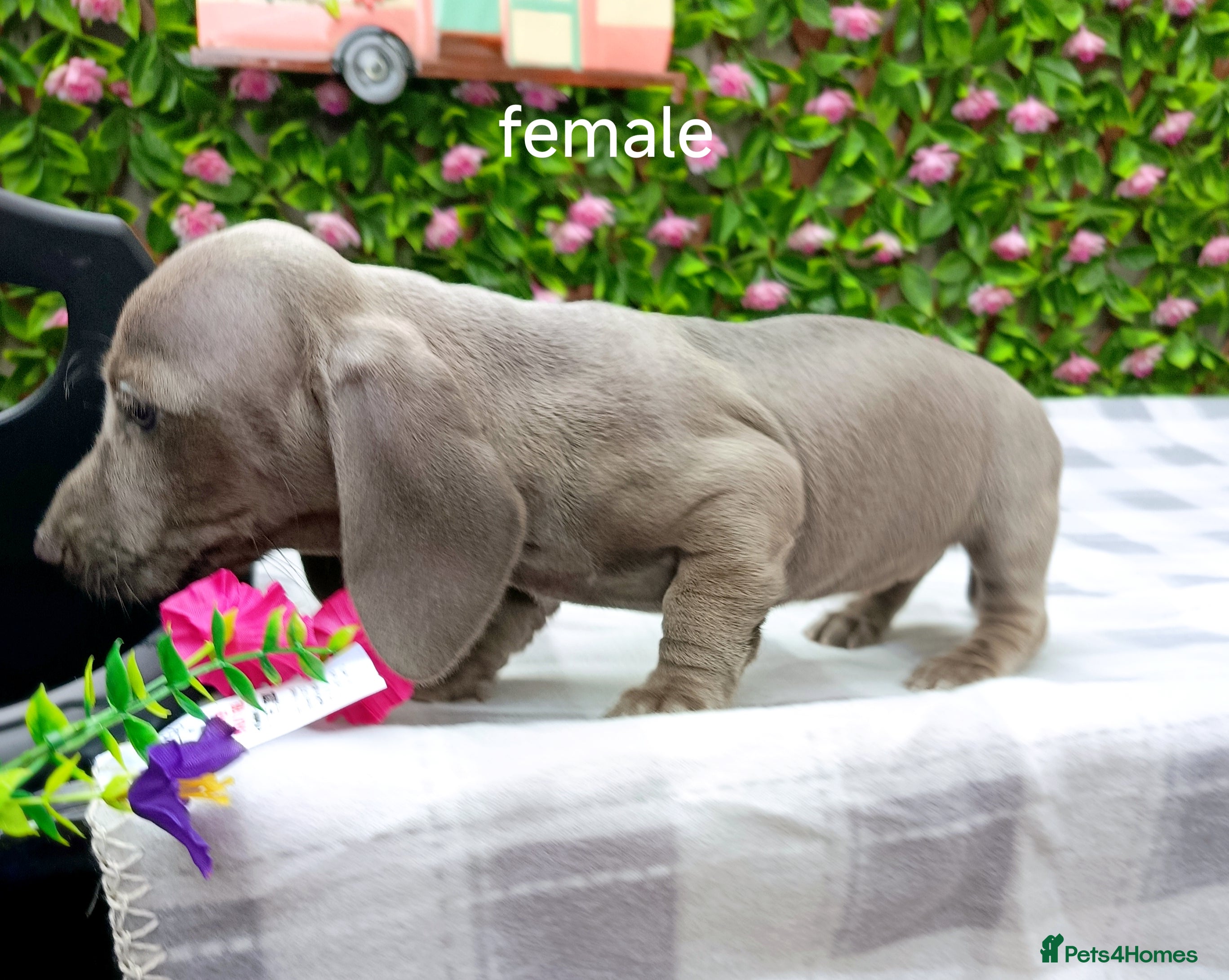Miniature Dachshund dogs RAINBOW MINIS KC REG PRA CLEAR  - Advert 2