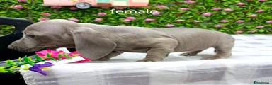 Miniature Dachshund 7
