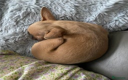 Chihuahua dogs for sale: Beautiful fawn girl 3yrs old - Advert 2