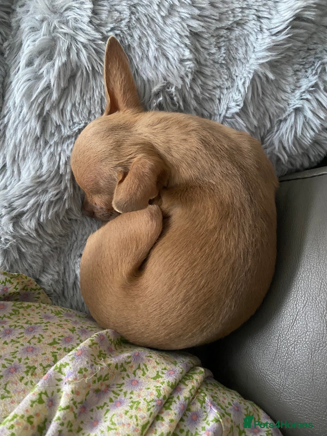 Chihuahua dogs for sale: Beautiful fawn girl 3yrs old - Advert 2