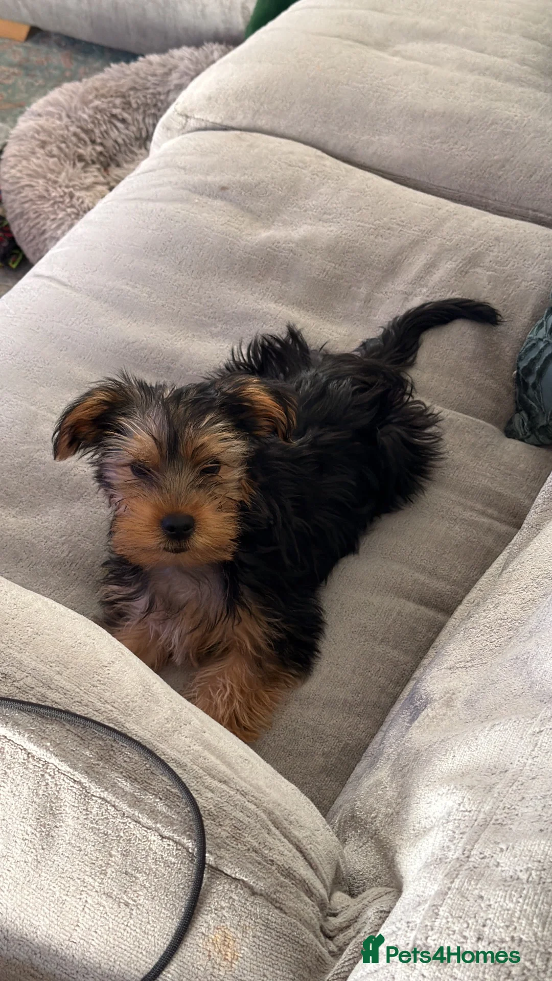 Yorkshire Terrier dogs for sale: Yorkshire Terrier Boy  - Advert 2