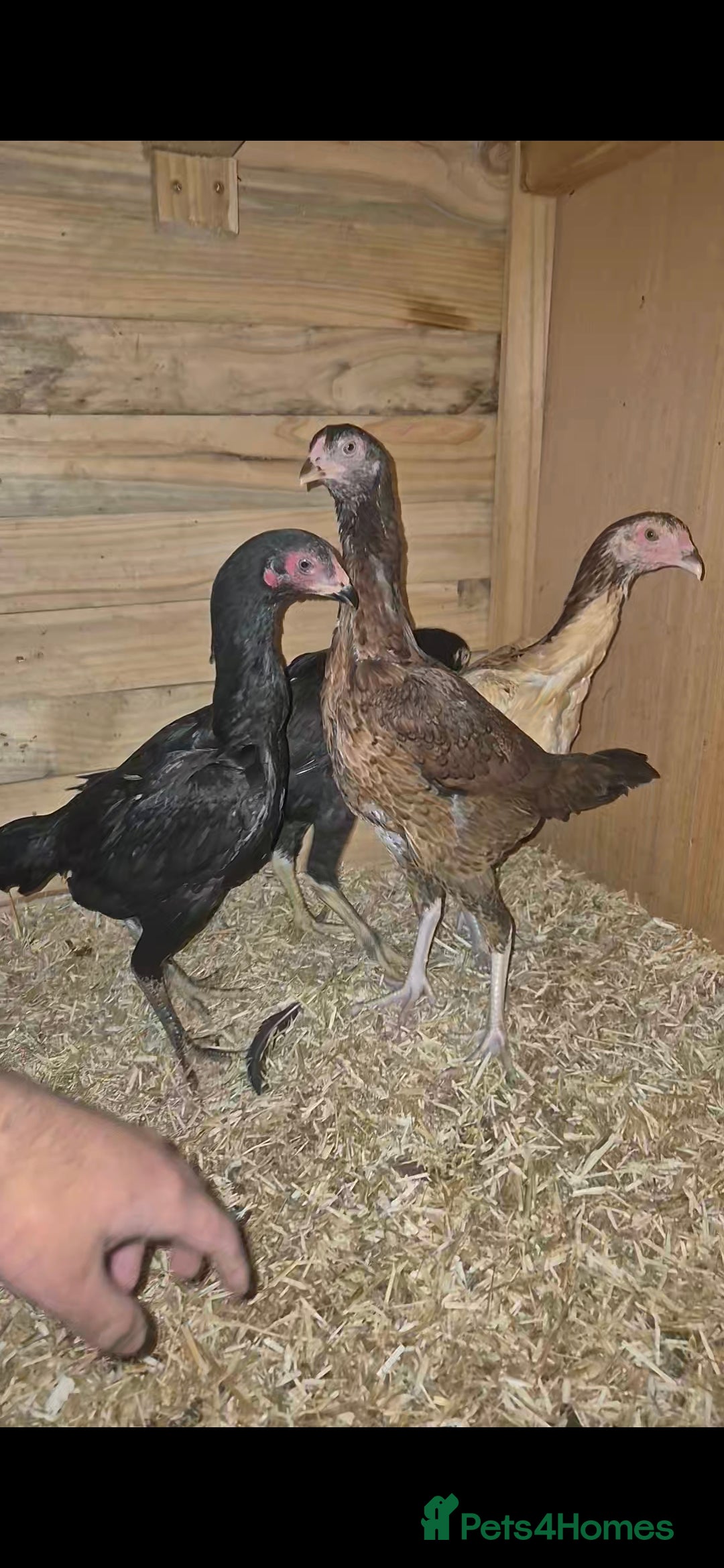 Chickens poultry Pure ganoi and ganoi x pullets - Advert 2