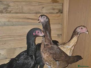 Chickens poultry Pure ganoi and ganoi x pullets - Advert 6