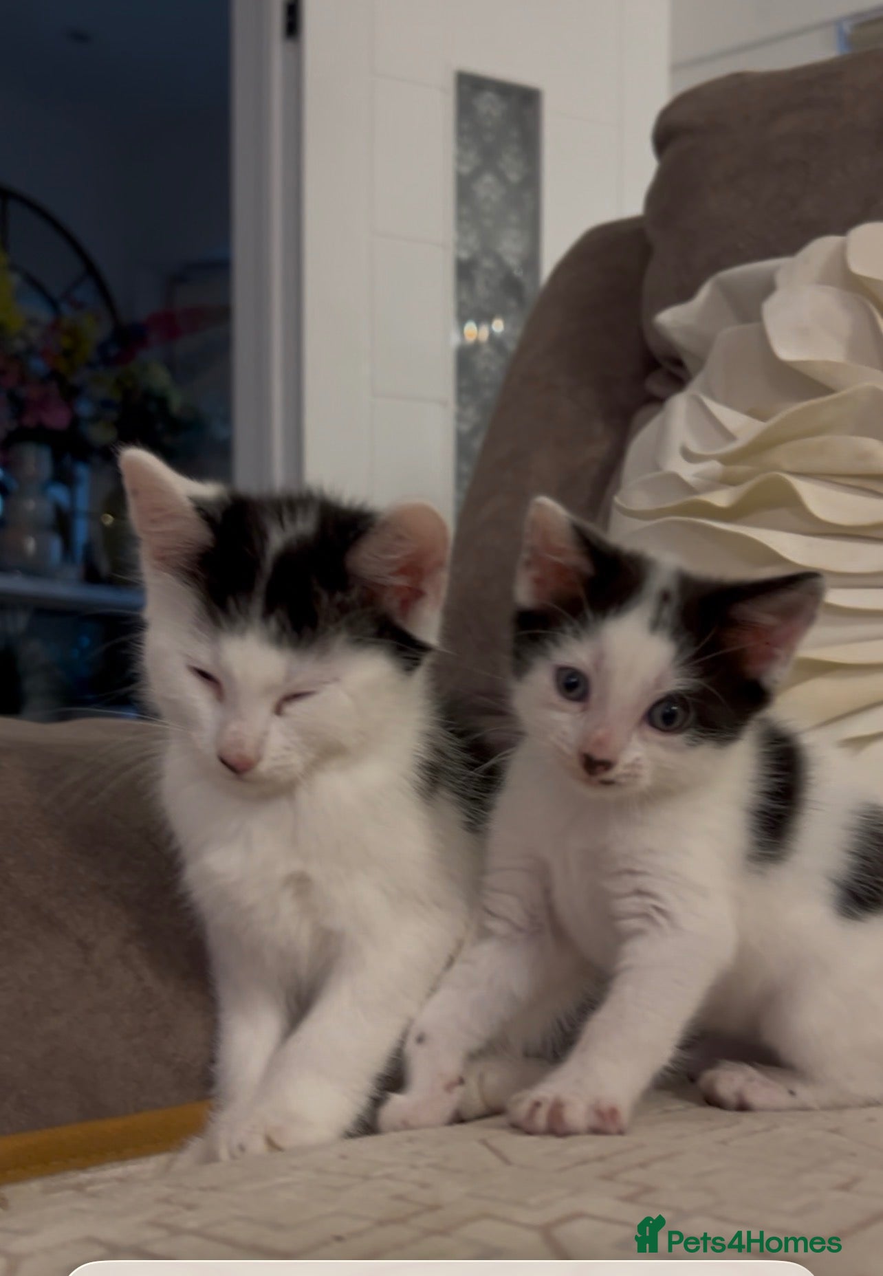 Domestic Shorthair cats Beautiful Tuxedo Kittens Looking for new Homes🐾❤️ - Advert 22