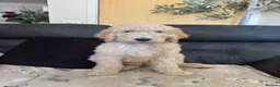 Goldendoodle dogs for sale: Beautiful golden doodle puppies for sale  - Advert 2