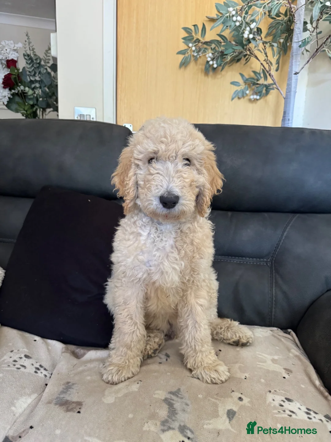 Goldendoodle dogs for sale: Beautiful golden doodle puppies for sale  - Advert 2