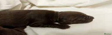 Sprocker 8