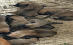 Mixed Breed dogs for sale: Belgian mali cross bullgreyhound - Image 2