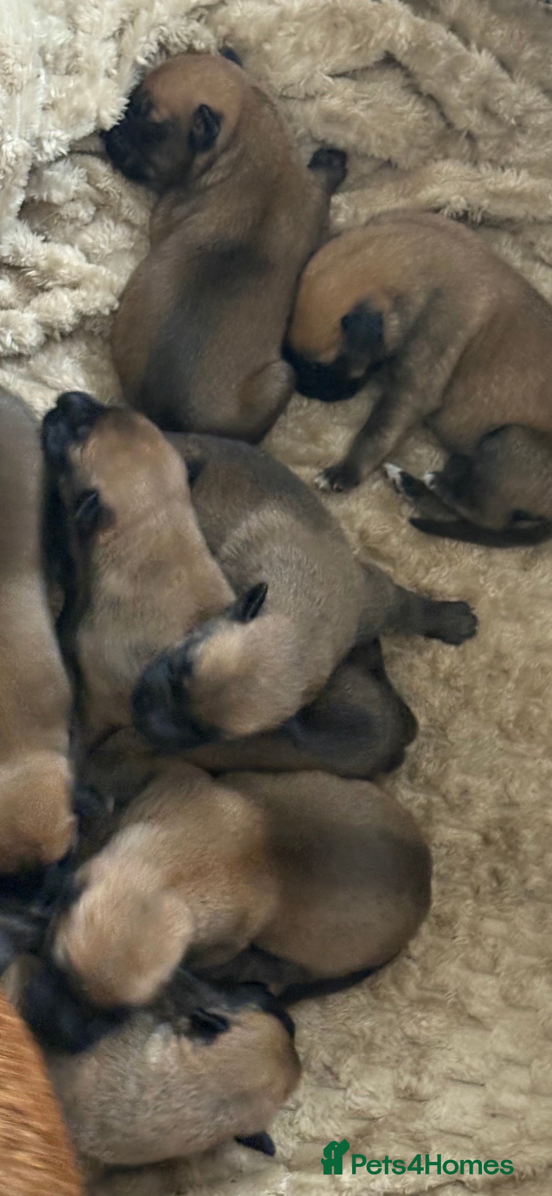 Mixed Breed dogs for sale: Belgian mali cross bullgreyhound - Image 2