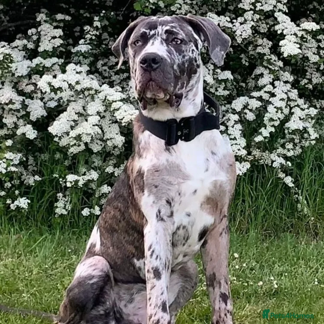 Mixed Breed dogs for adoption: Blue (Cane Corso mix) - Advert 15