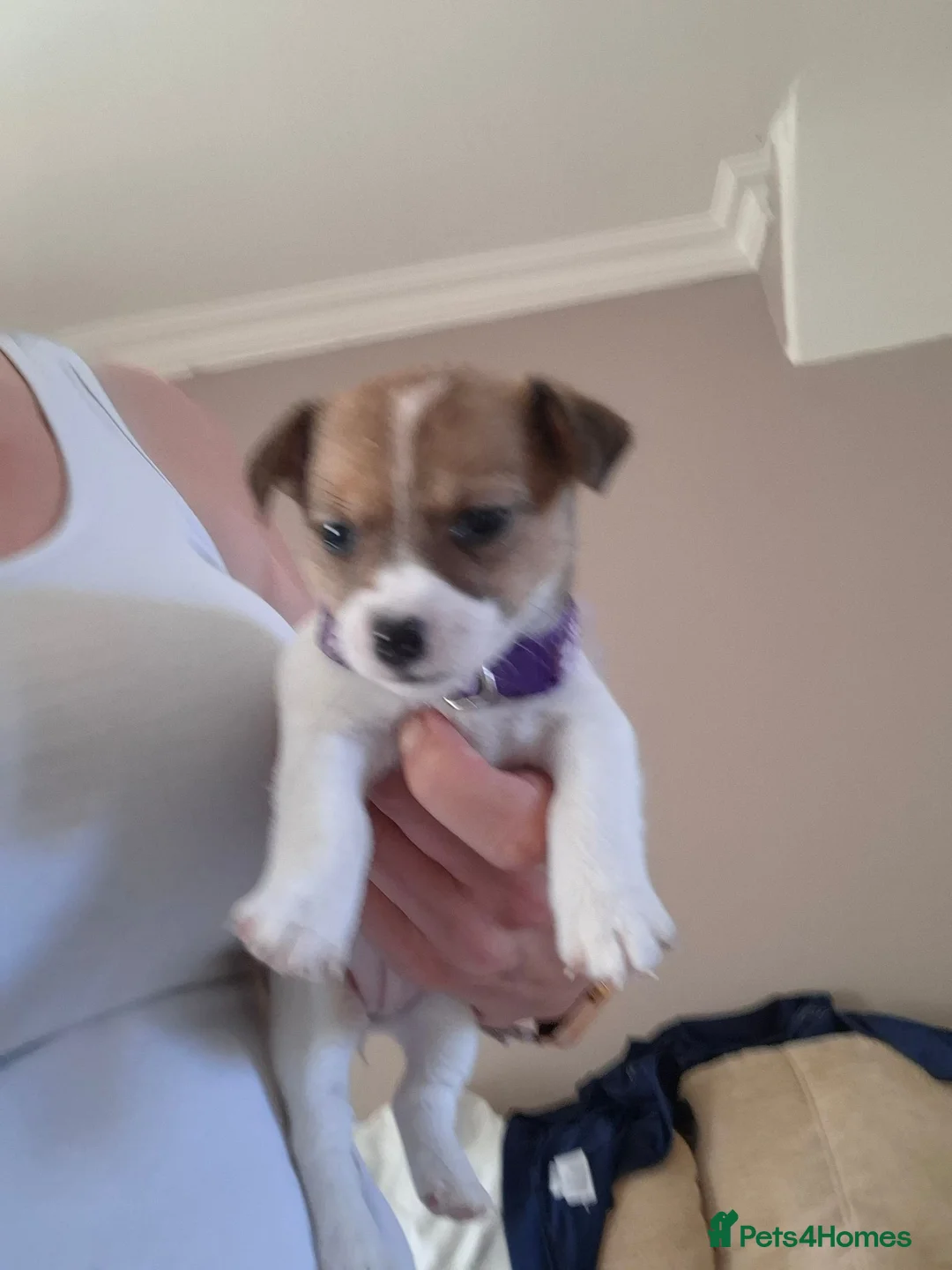 Jack Russell dogs for sale: Jack Russell pups - Advert 5