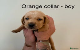 Mixed Breed dogs for sale: Pointer-vizsla-dor puppies - Image 5