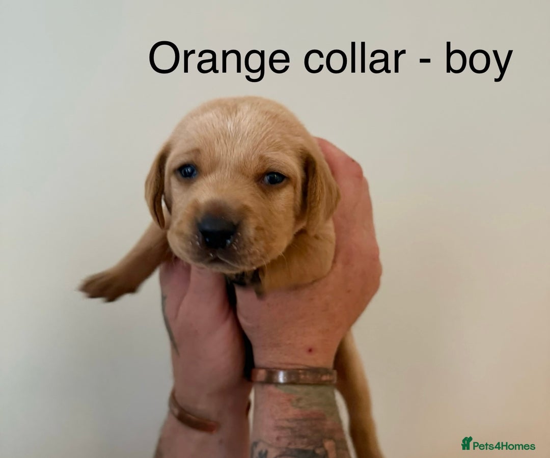Mixed Breed dogs for sale: Pointer-vizsla-dor puppies - Image 5