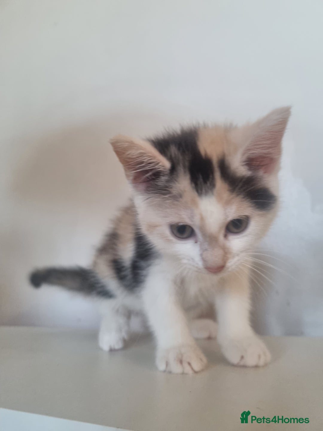 Maine Coon cats for sale: 4 adorable 😍 Mainecoon girls - Advert 20