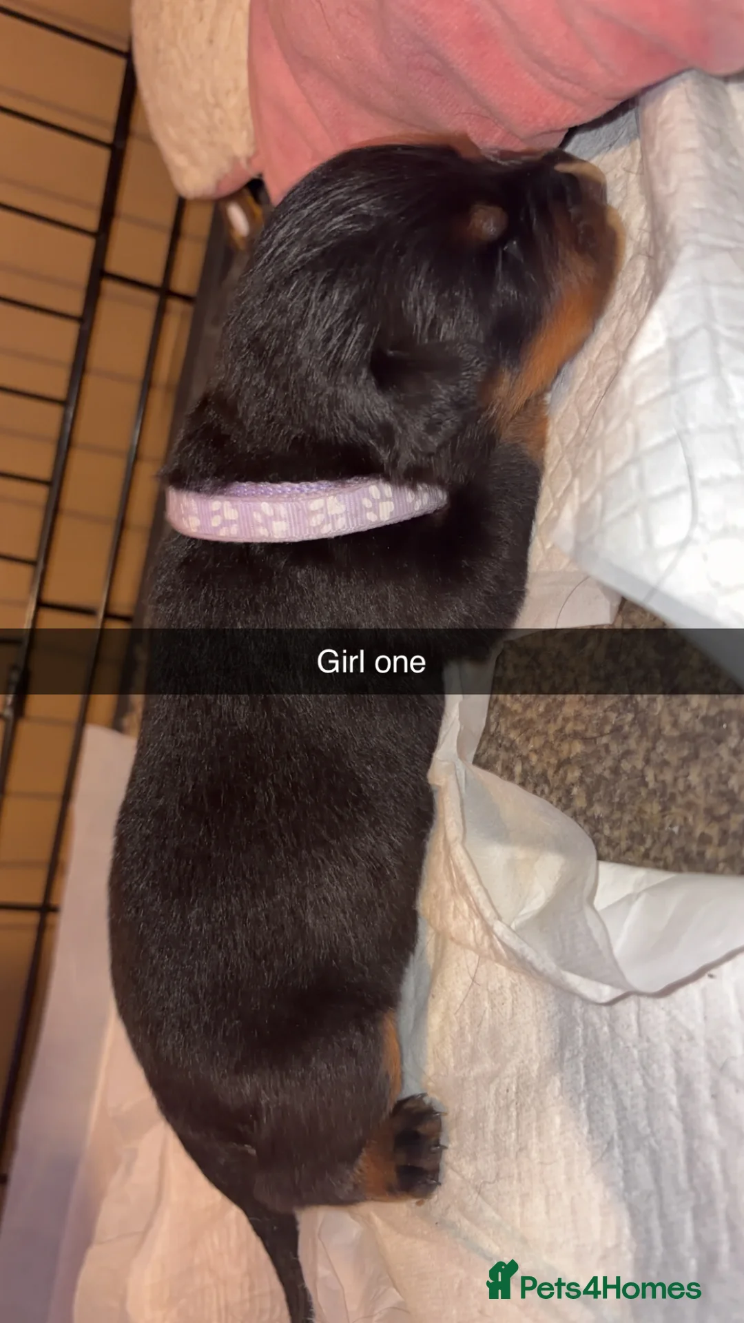 Rottweiler dogs for sale: 3 week old ready for deposit Rottweiler puppy’s  - Advert 2