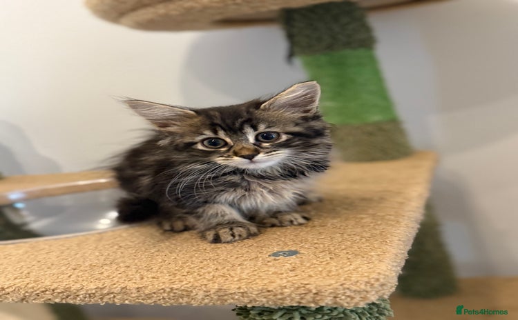 Siberian cats - Advert 11