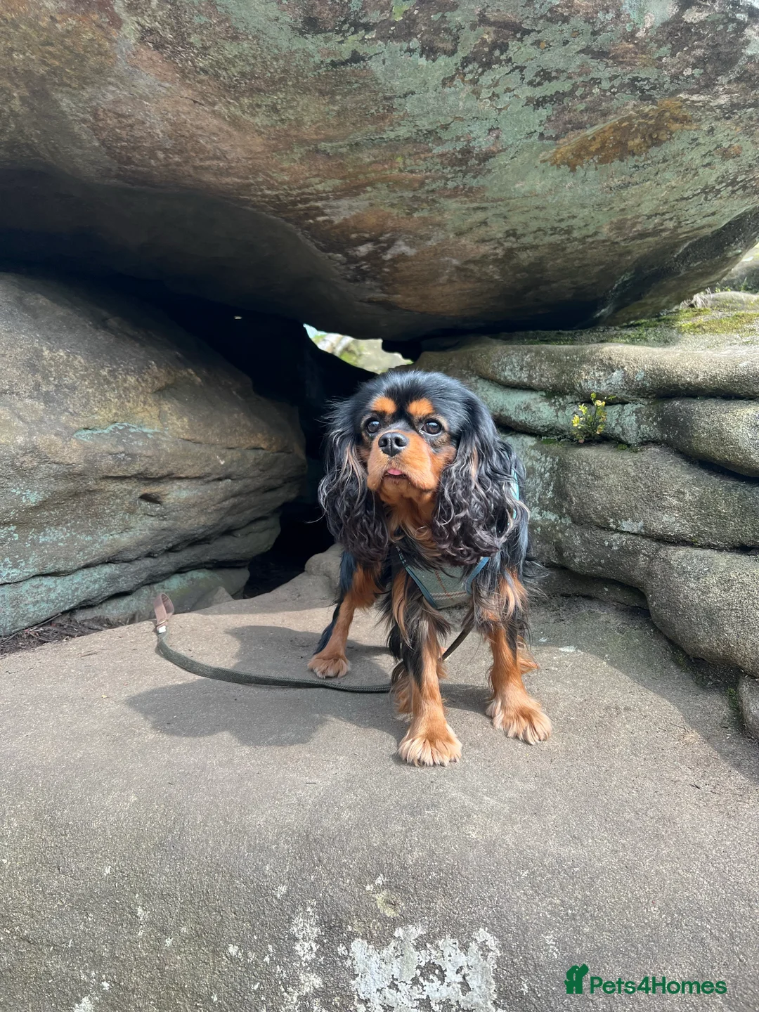 Cavalier King Charles Spaniel dogs for stud: KC-Health tested Cavalier King Charles Stud in Doncaster - Advert 3