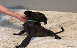Cane Corso dogs for sale: Beautiful Litter Of Cane Corso Puppys - Image 19
