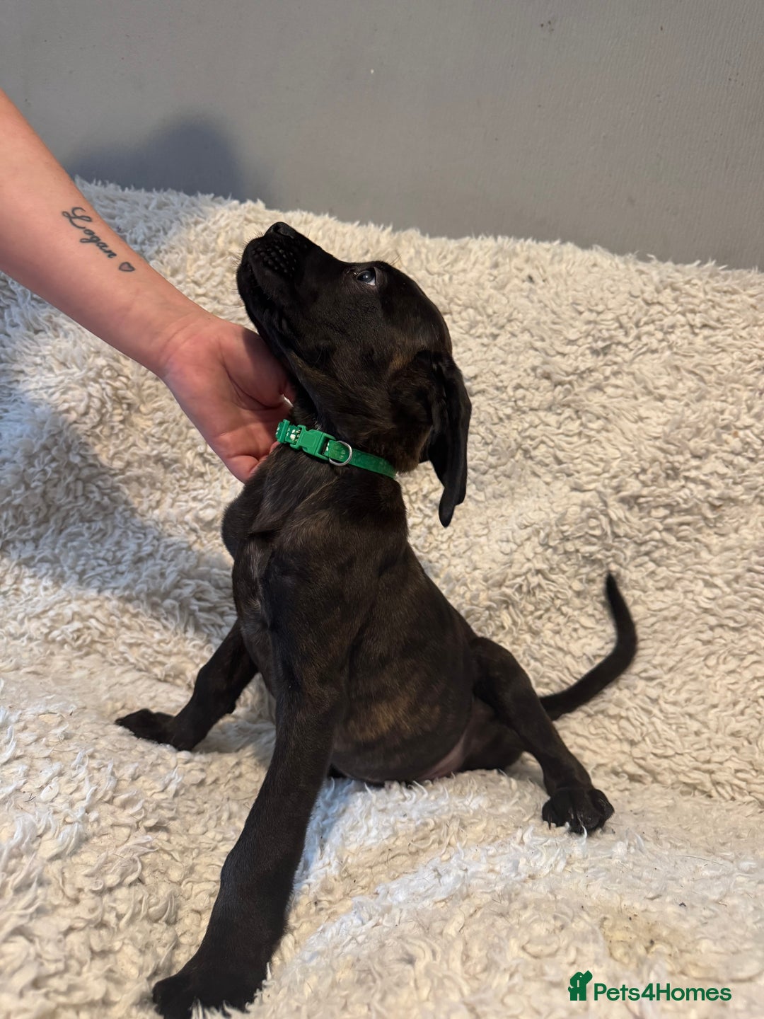 Cane Corso dogs for sale: Beautiful Litter Of Cane Corso Puppys - Image 19