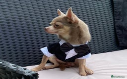 Chihuahua dogs for stud:  Kennel Club Registered Lilac Tricolour at stud in Luton - Image 3