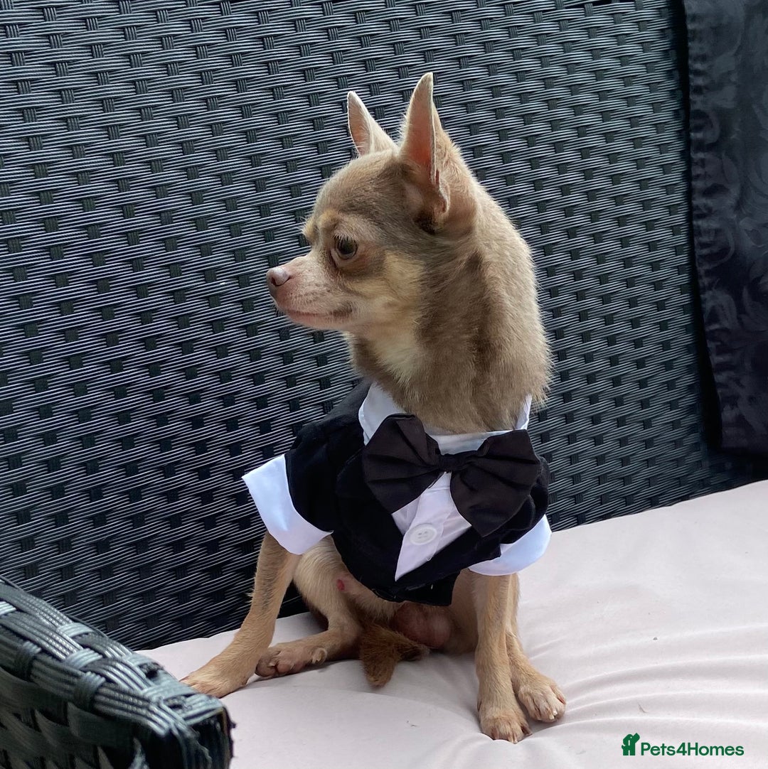 Chihuahua dogs for stud:  Kennel Club Registered Lilac Tricolour at stud in Luton - Image 3