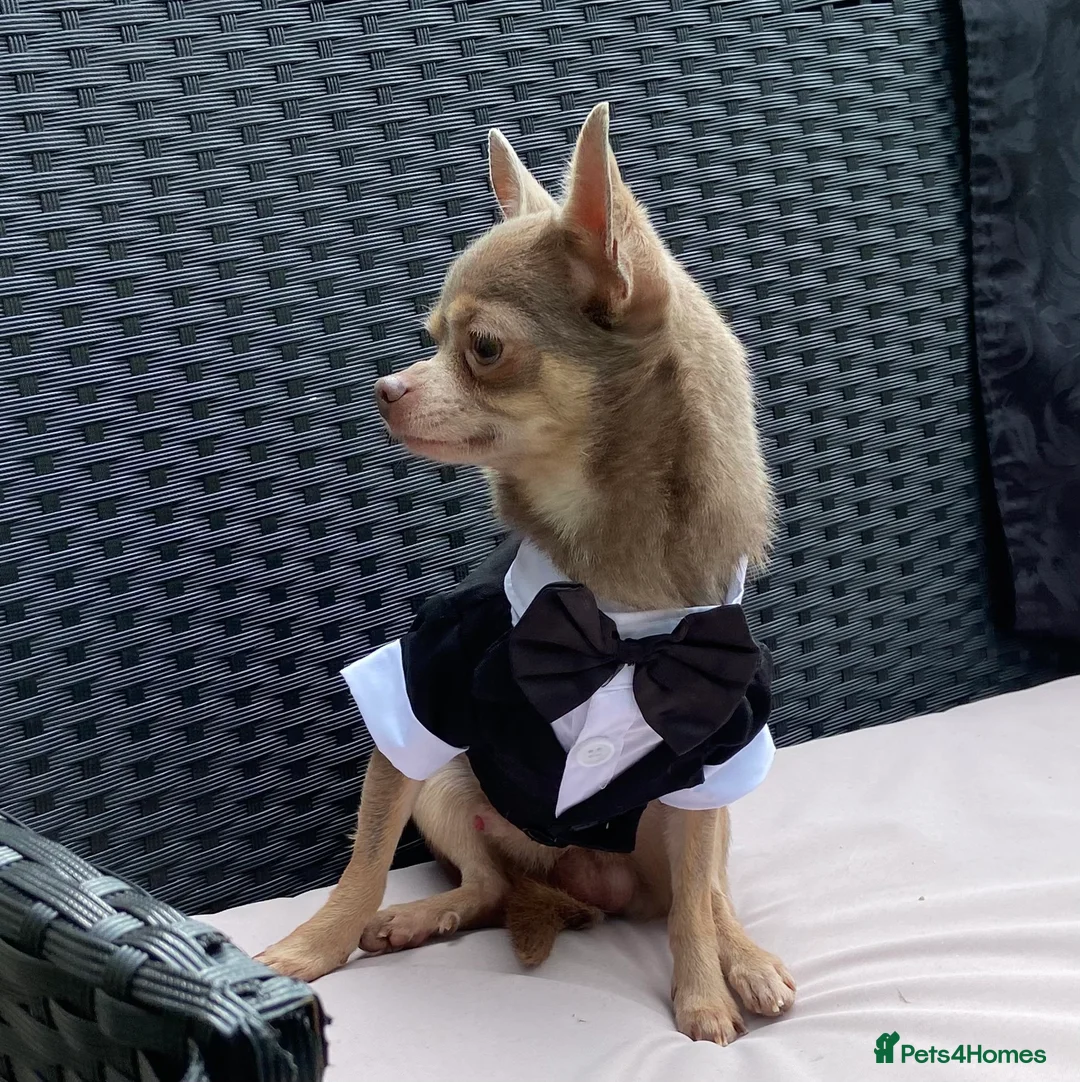 Chihuahua dogs for stud:  Kennel Club Registered Lilac Tricolour at stud in Luton - Advert 3